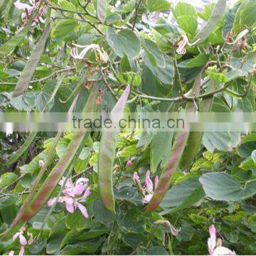 Bauhinia Variegata photo-4