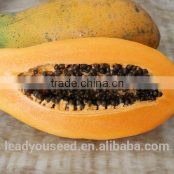 PA01 Elegant good quality hybrid bulk planting papaya seeds