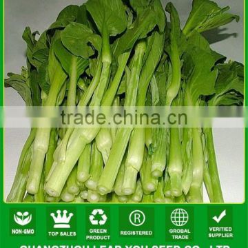 NPK23 Dafan good quality chinese vegetable seeds supplier,pak choi seeds