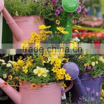 Blue Color Indoor Watering Can photo-6