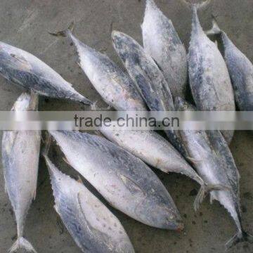 bonito flake tuna fish