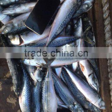 Seafrozen Pacific Mackerel photo-3