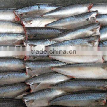Land Frozen Pacific Mackerel Headless photo-5