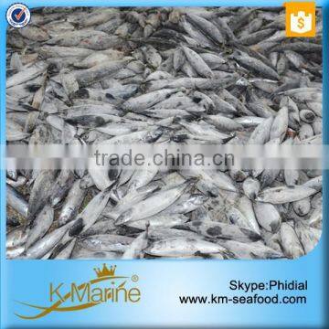 Whole Frozen Frigate Tuna photo-6