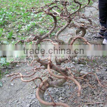 Ginkgo biloba bonsai S shape