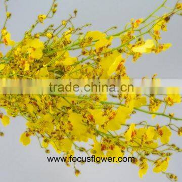 Graduation Flower Wedding Yellow Orchid Flower For Bouquets Branches