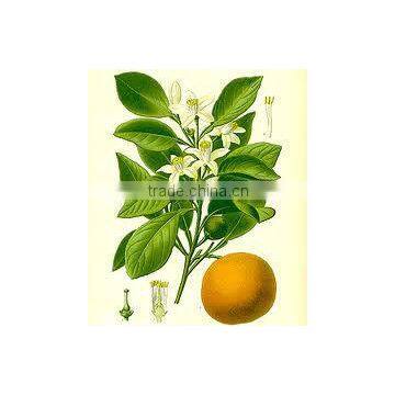 Neroli Oil Katyani Exports