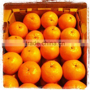 fresh mandarin