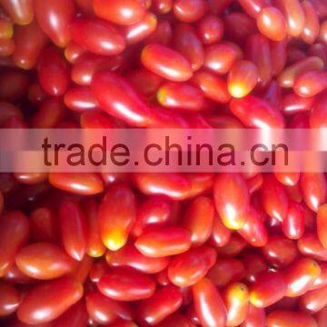 Pusa Ruby Tomato photo-2