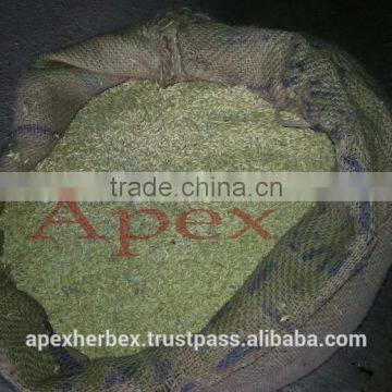 Barley for Malt / Barley Seeds / Hordeum Vulgare / Malt Grade Barley photo-5