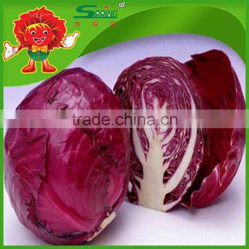Chinese Fat Red Cabbage Fresh Purple Cabbage photo-6
