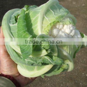 Fresh Cauliflower From Egypt with High Quality