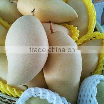 Namdokmai Fresh Golden Mango Grade A 250-300 G Loose Pack From Thailand photo-2