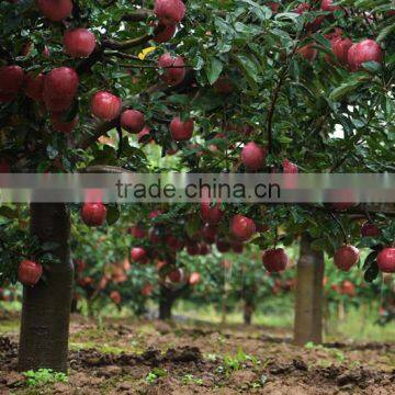 Chinese Fresh New Crop Red Delicious Apple Red Apple Huaniu Apple Apple Price Fresh Apple Fruit photo-5