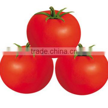 Hybrid F1 Tomato Seeds For Sale Both For Greenhouse and Open Field-Summer Red