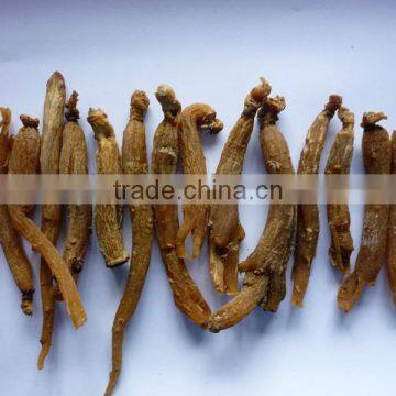 20/32/48/64pieces Red ginseng root (Korean red ginseng root) without tails