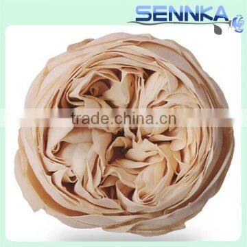 Popular Items for Preserved Austin Rose Heads photo-3