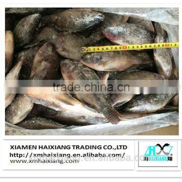 Frozen Whole IQF Tilapia fish farms in China