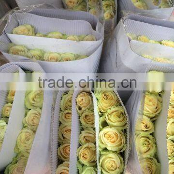 Fresh cut yellow roses flower fresh cut flowers top quality