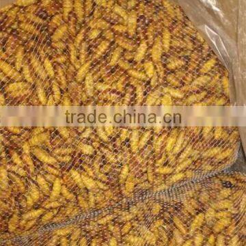 Frozen Silkworm worm For Market