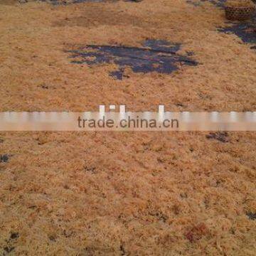 Eucheuma Spinosum With Good Price