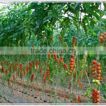 Low Cost PEP Plastic Film Covering Tunnel Tomato Greenhouse photo-2