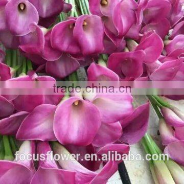 Various real touch white calla lily for home decoration