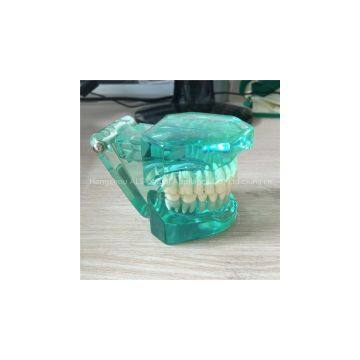 hot sale medical plastic teeth model best price