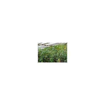 vegetable greenhouse pest control network