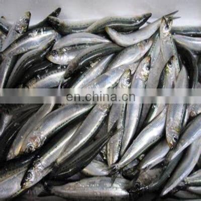 Good Quality Frozen Sardine Bait Tuna Fishing photo-5