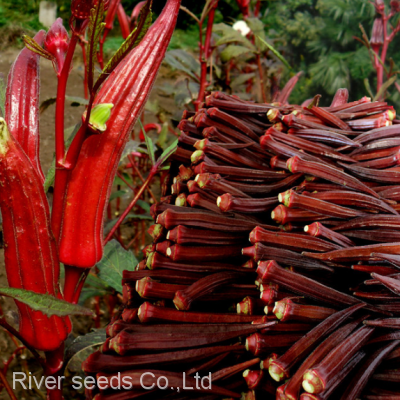 500pcs China Wholesale Hybrid Good Price Red Green Long Okra Seeds Okro Abelmoschus Esculentus Seed for Planting photo-2