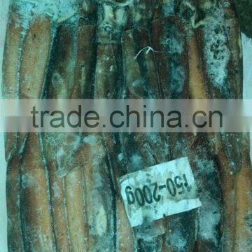 Frozen Illex Squid Argentina Squid from China supplier 150-200g