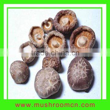 Flower Shiitake