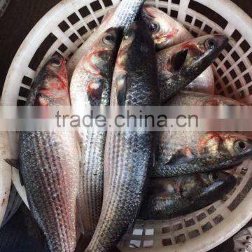 Frozen Grey Mullet