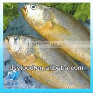 Wide range of Frozen yellow croaker fish