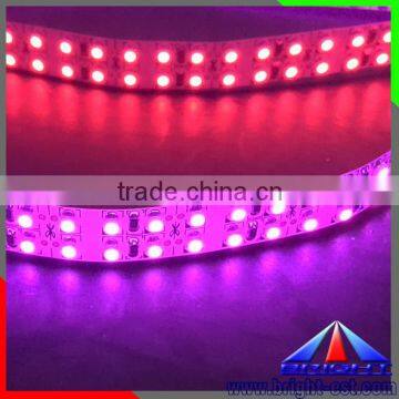 China High Bright Yellow/Purple Color 3528 Led Strip With 2 Double Rows DC24v 240LEDS/M 19.2W Strip photo-3