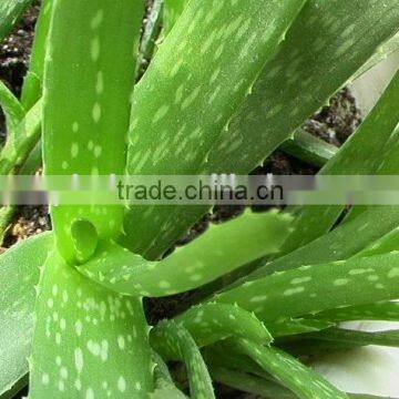 High Quality Aloe Juice Extractor Machine photo-6