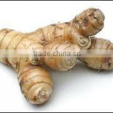 Galangal powder