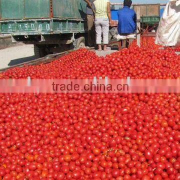 canned chopped tomatoes
