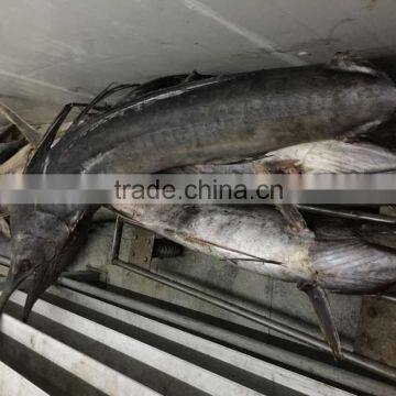 2016 New Coming Frozen Swordfish photo-2