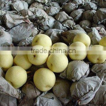 Asian Ya Pear Packed in 9kg 18kg Box for Sale photo-6