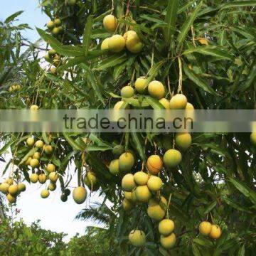 Mangifera indica variety alphonso (Mango Alphonso)