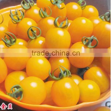 2016 Good quality Hybrid Golden yellow Cherry tomato seeds for growing and for sale-Golden Baby