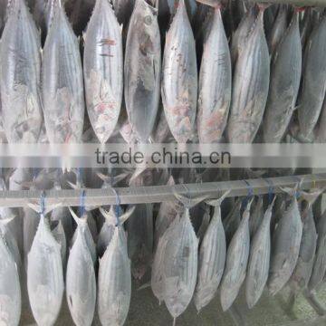 Frozen skipjack tuna whole marine fish