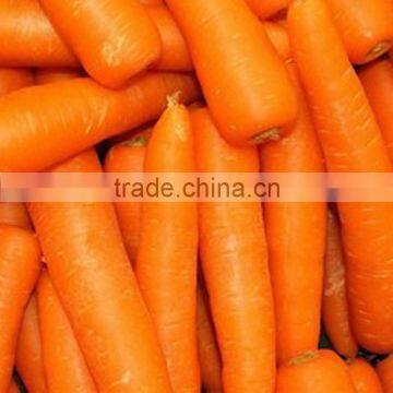 Red/Orange Carrot Seed Red Ginseng photo-2
