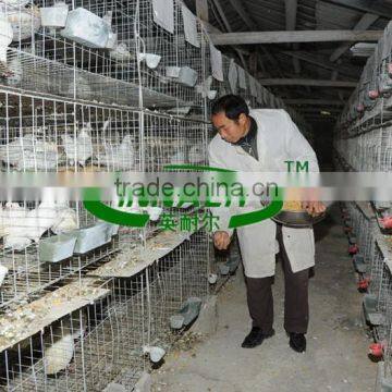 Qatar Poultry Farm 2m 4 Tier Pigeon Breeding Cage