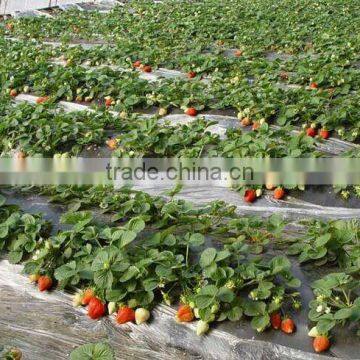 Best Price Agriculture Irrigation Drip Tape From China
