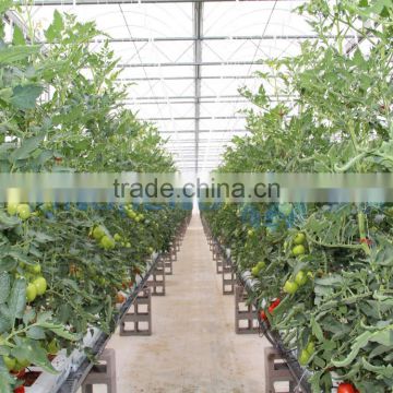 Plastic Film Greenhouse for Agricultural Growth