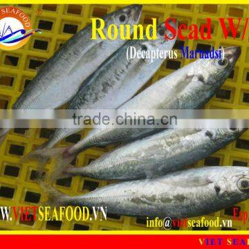FROZEN ROUND SCAD WHOLE ROUND photo-4