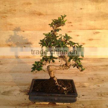 S Shape Small Indoor Bonsai Carmona Bonsai Tree (Fukien Tea) photo-2